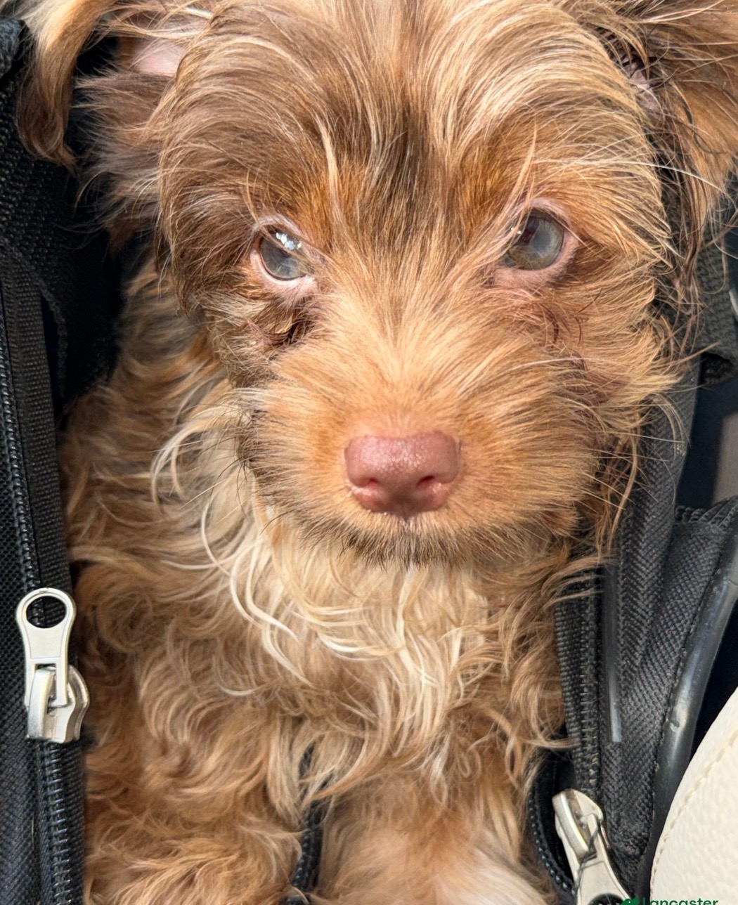 Simba